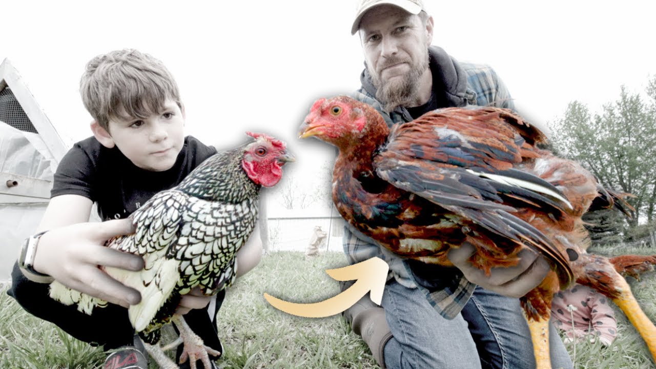 Meet the tallest chickens in the world