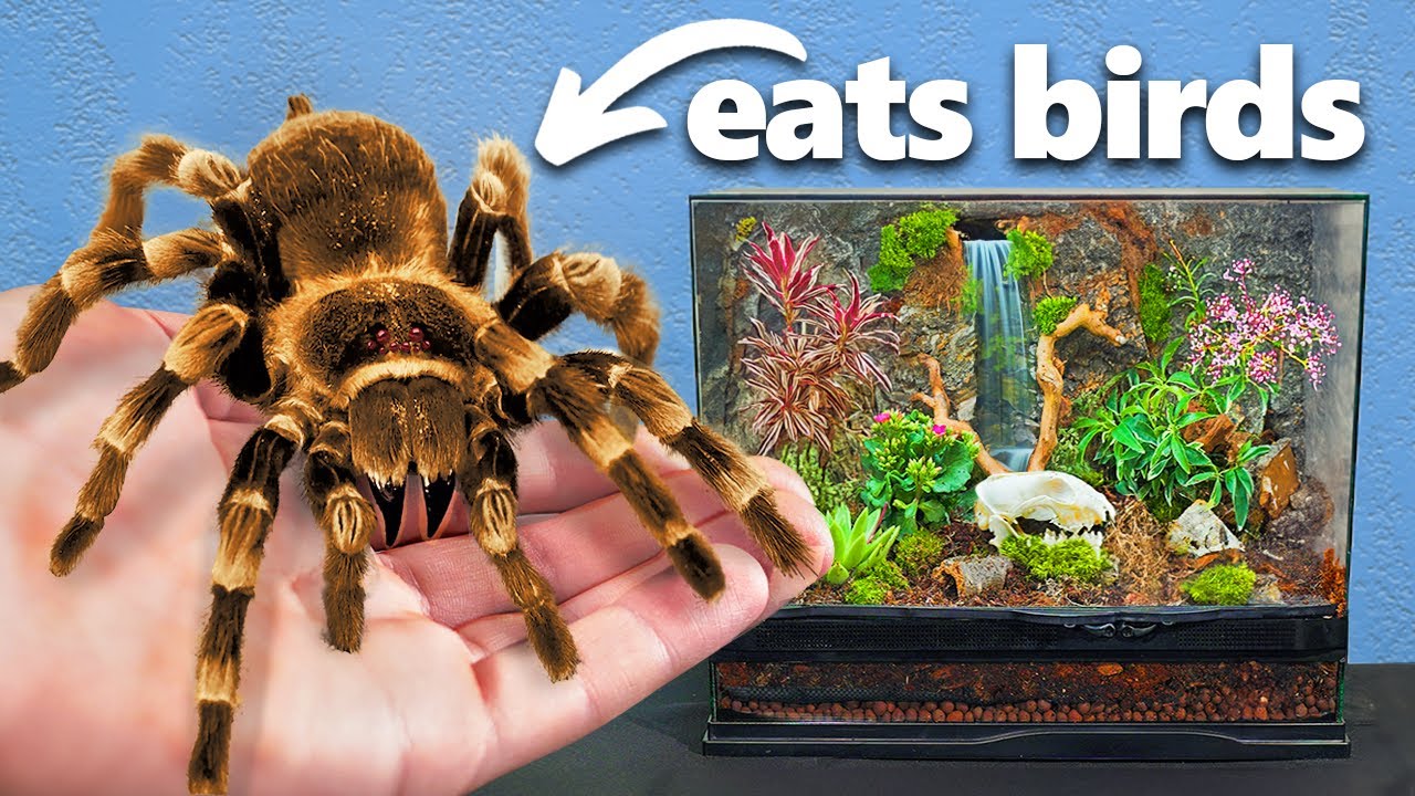 I got the largest pet spider