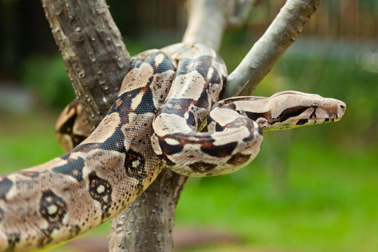 A 7-foot boa constrictor is loose in a NC neighborhood. 'No, this is ...
