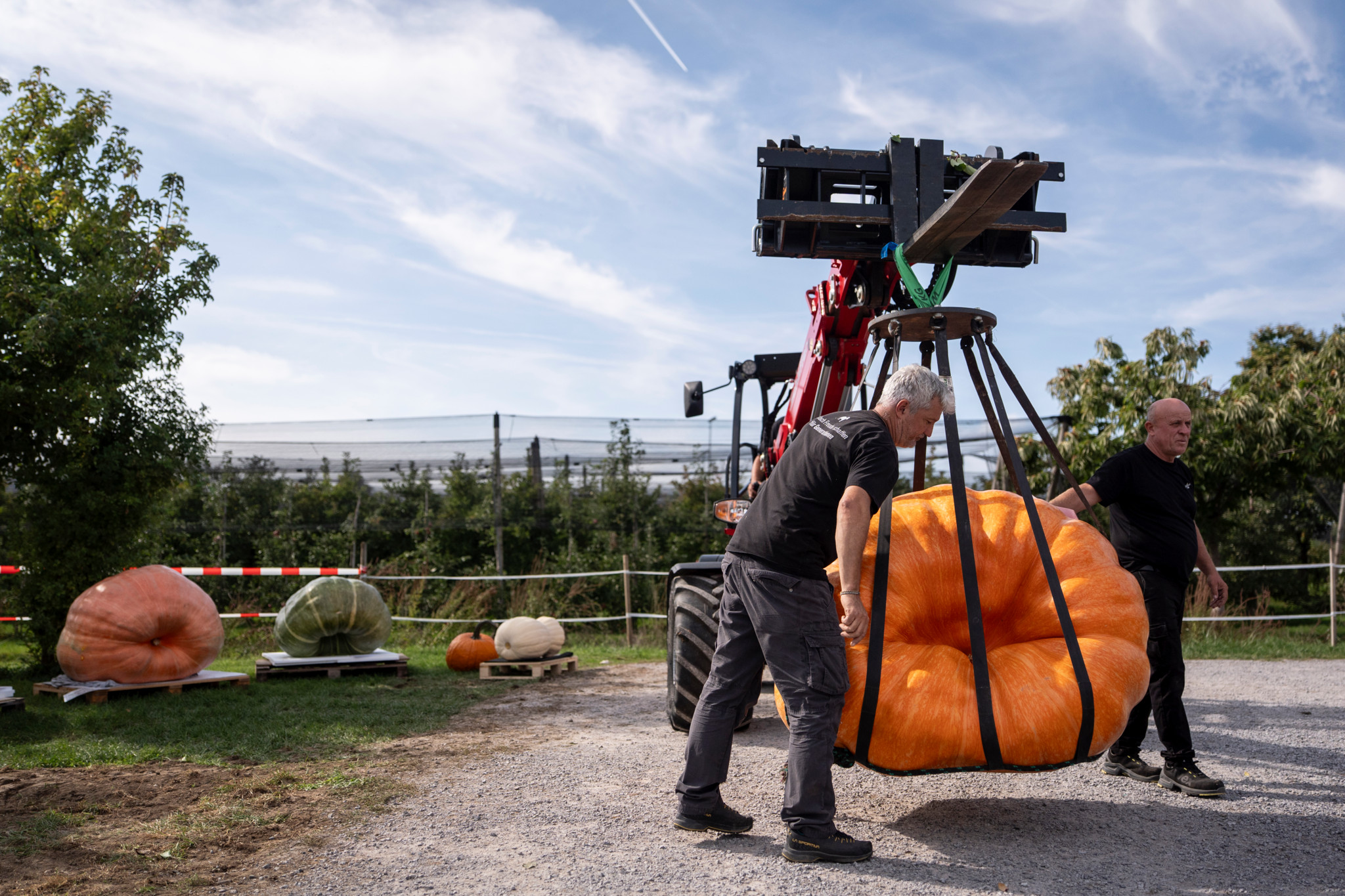La plus lourde courge de Suisse romande a été cultivée à Delémont