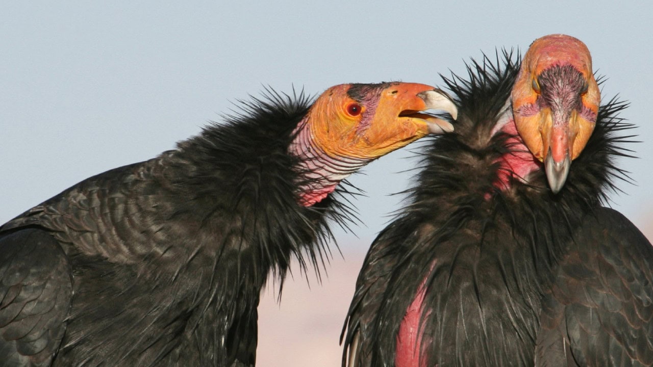 12 rare US animals you’d be lucky to see in the wild