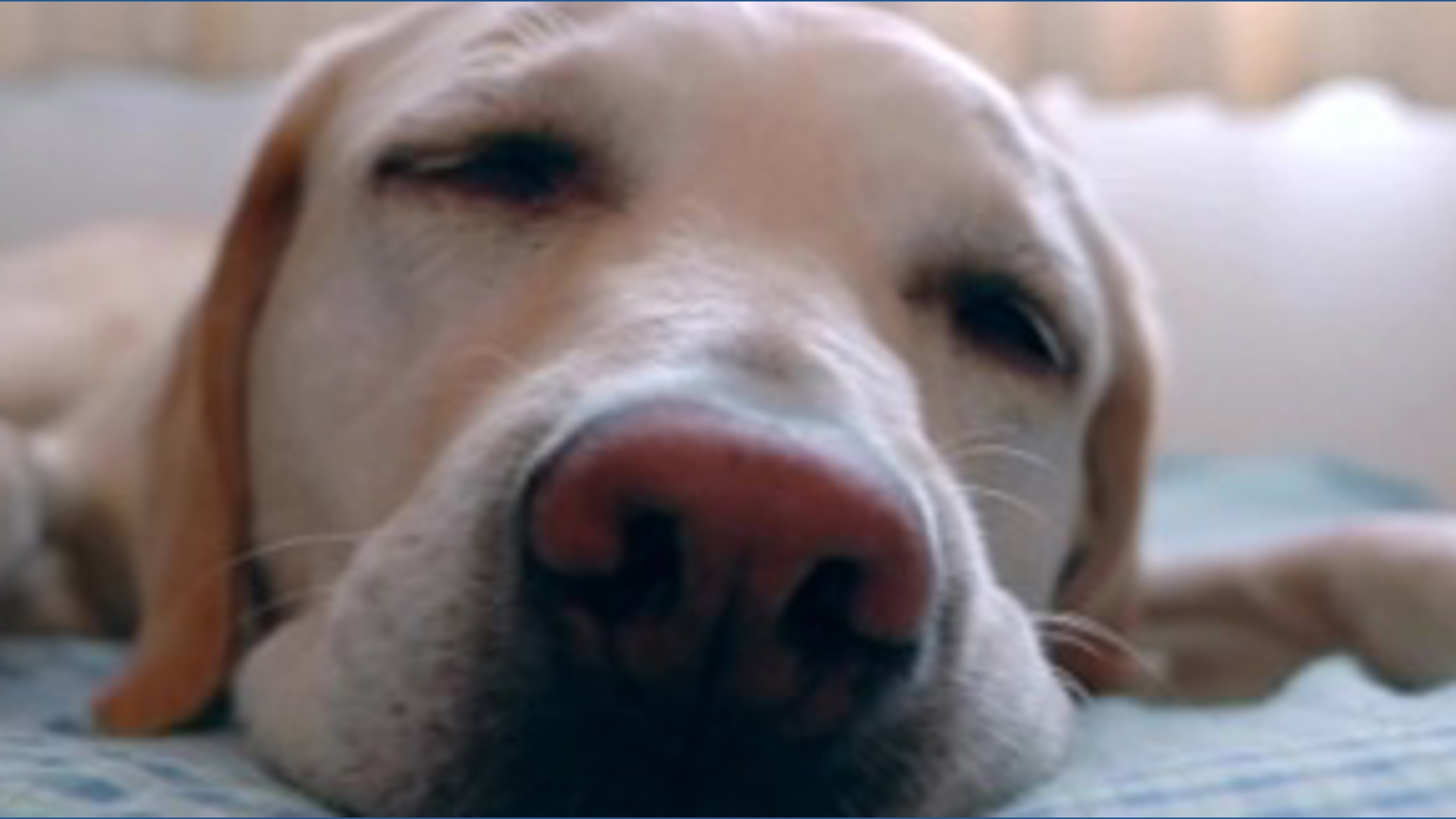 Study finds allowing dogs in bed doesn't heavily impact human sleep quality