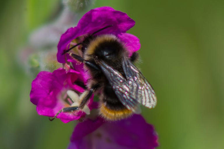 North East wildlife in the spotlight as new UK banknotes announced