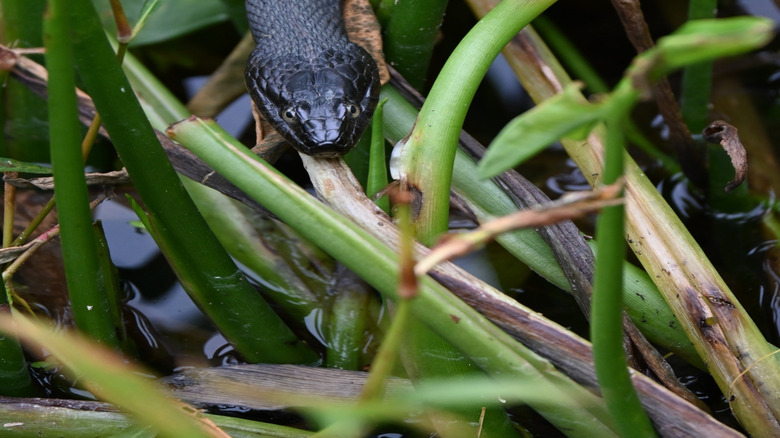 Indiana's most snake-filled waters are not for the faint of heart