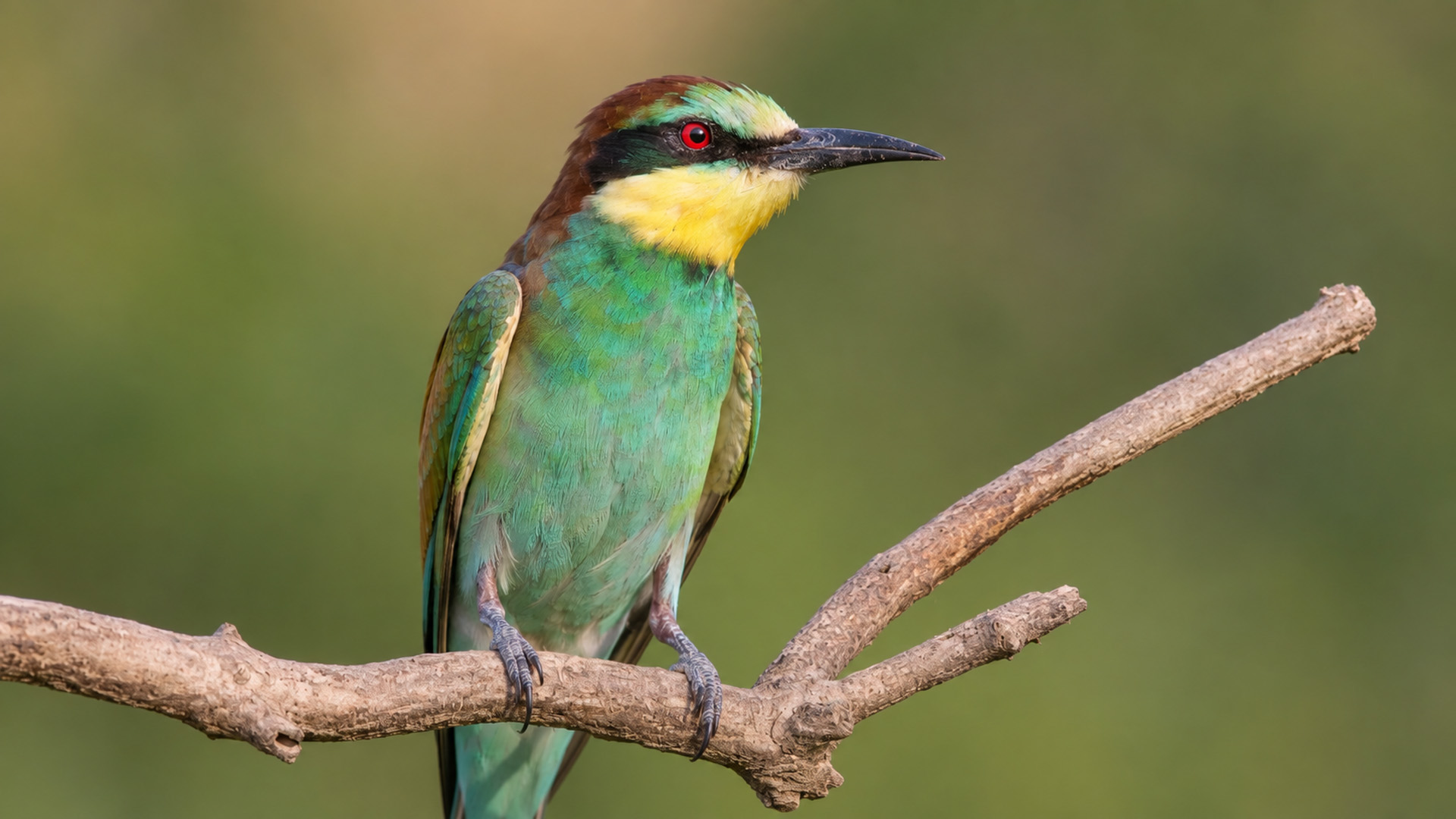 A hidden camera found a European bee-eater watching from an exposed perch