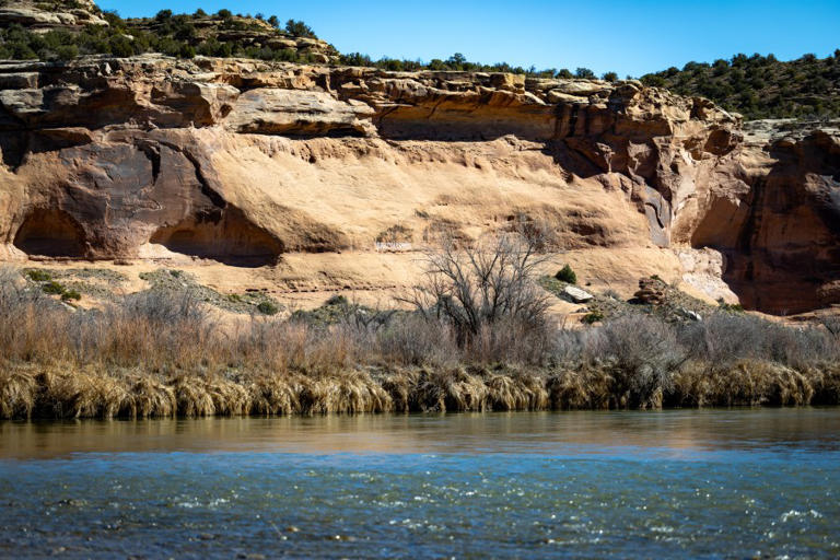 Zebra mussels found in Utah’s Colorado River threaten ecosystem