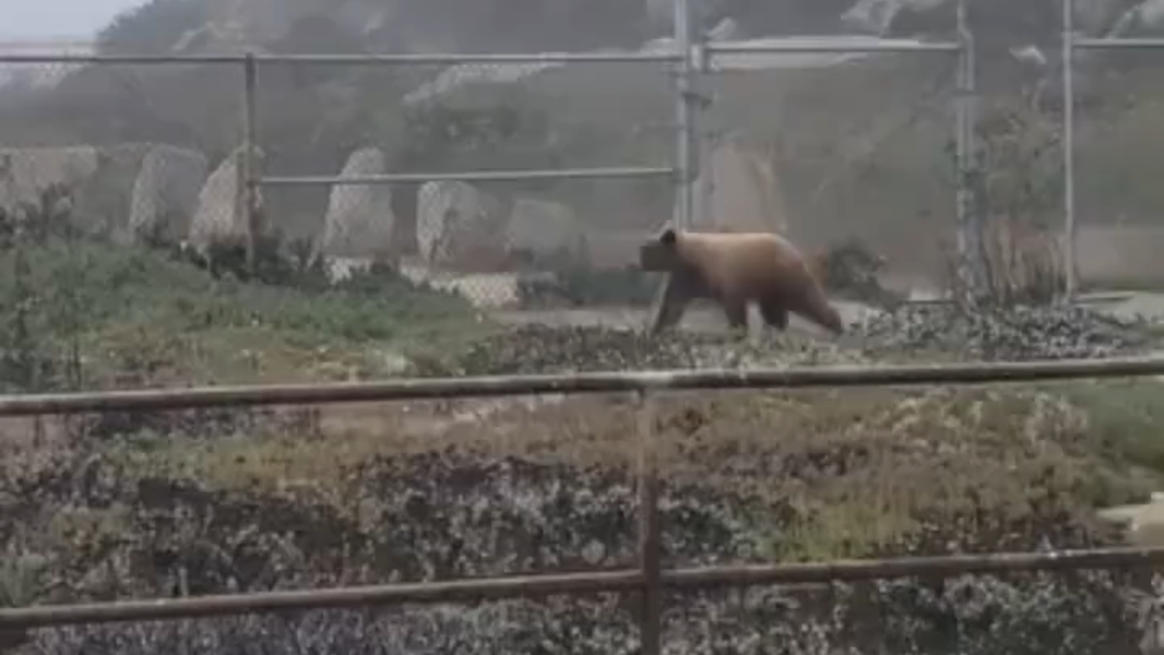 See young black bear wander Morro Rock
