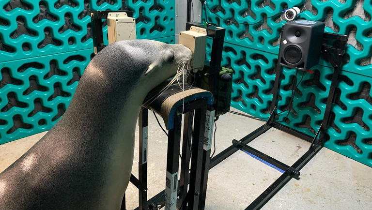 Hearing tests reveal how sea lions and fur seals hear human-made noise