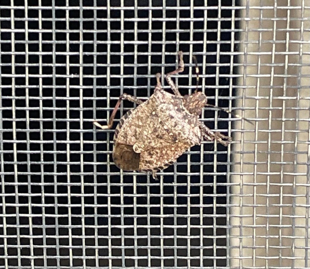 Answer Man: A ‘stinkery’ of stink bugs? Plus, good news on I-26