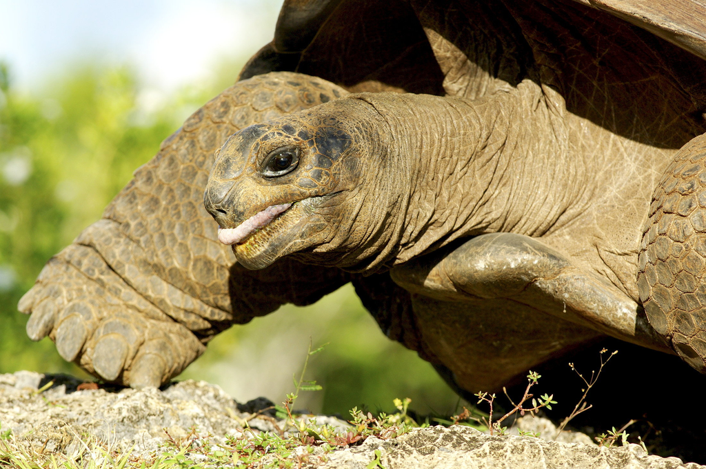 Giant tortoise population thriving as 180,000 found on one island