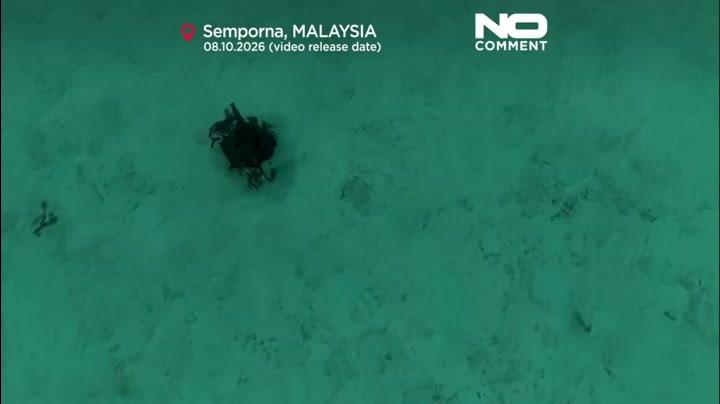 Tiny turtles take their first steps towards the sea