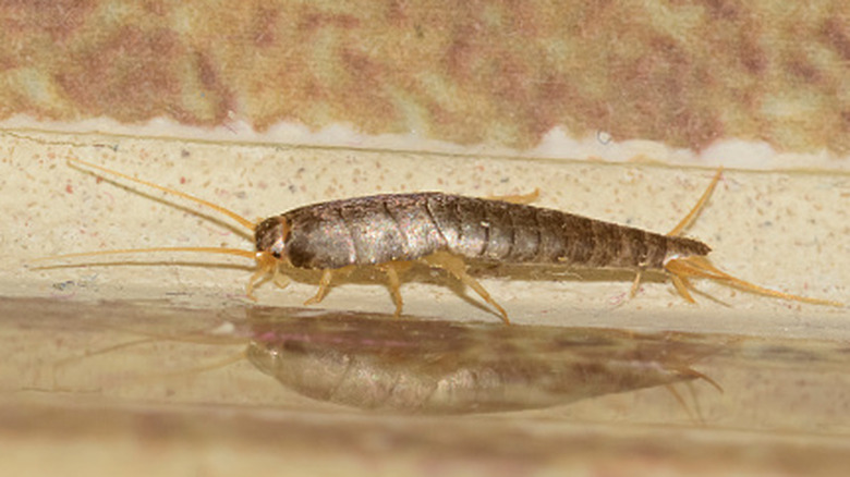 Catch silverfish with little more than a cleaning staple you already own