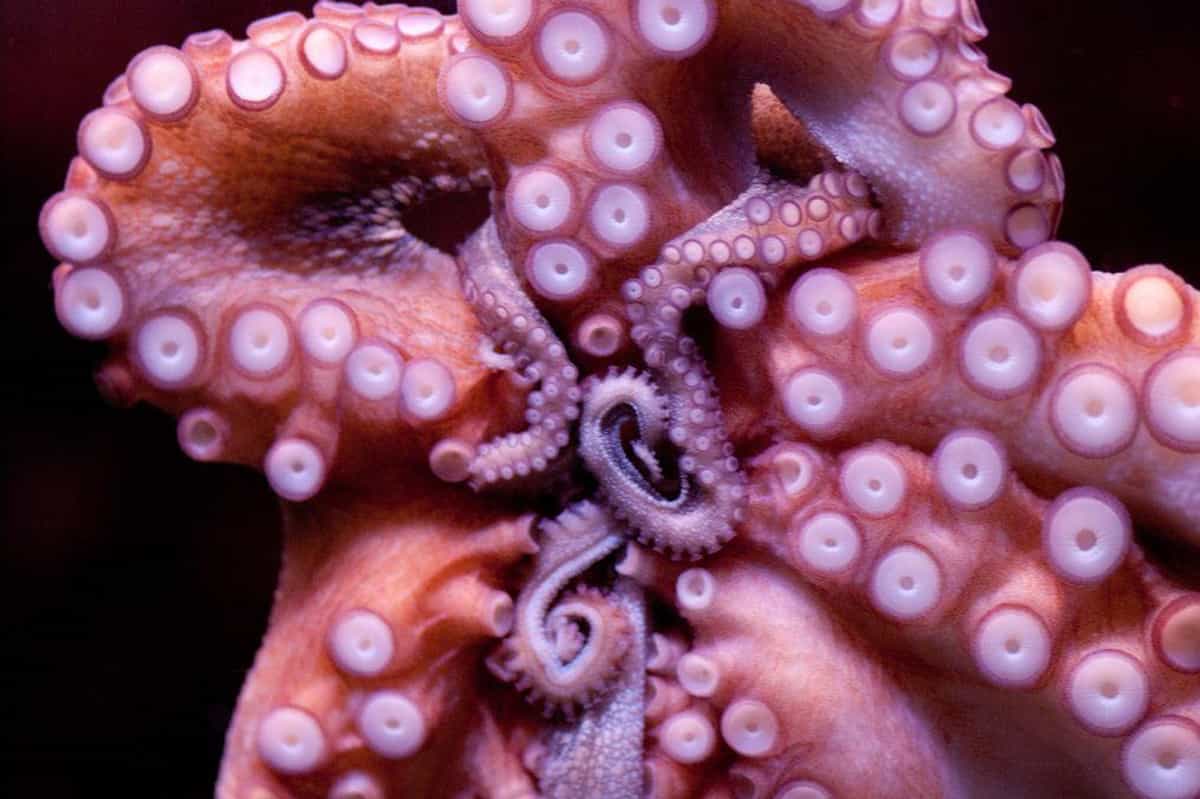 Researchers claim octopuses are alien life forms