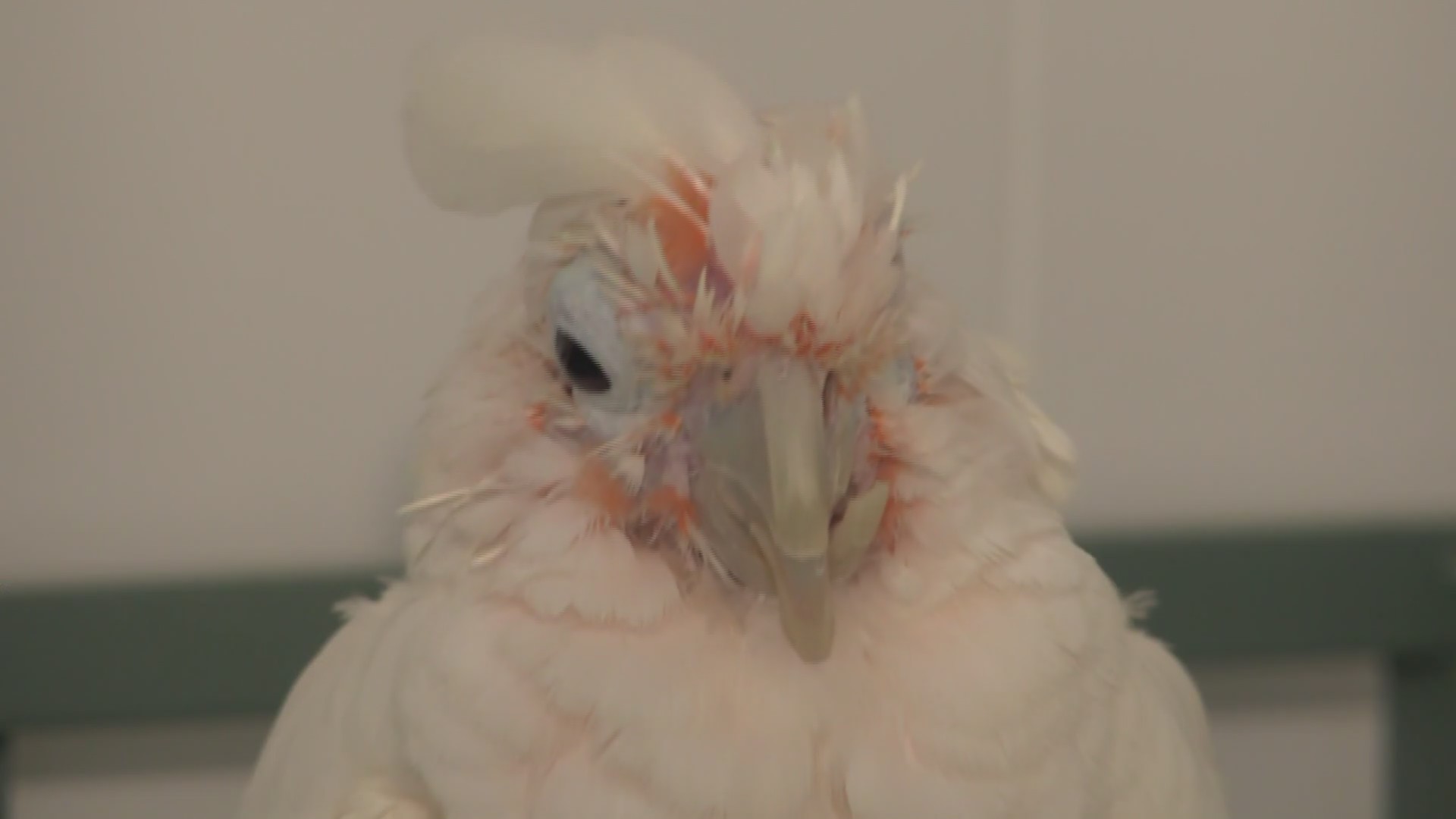 Rescuers, SPCA speak out on CDE Exotics raid
