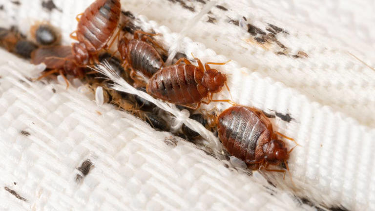 Pest controller discovers hundreds of thousands of bedbugs in UK home ...
