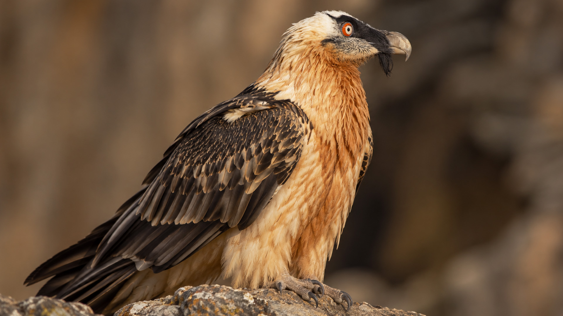 Why do bearded vultures choose such exposed places to watch from?