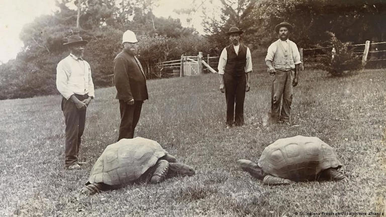 Jonathan, la tortuga de 194 años que podría tener el secreto de la ...