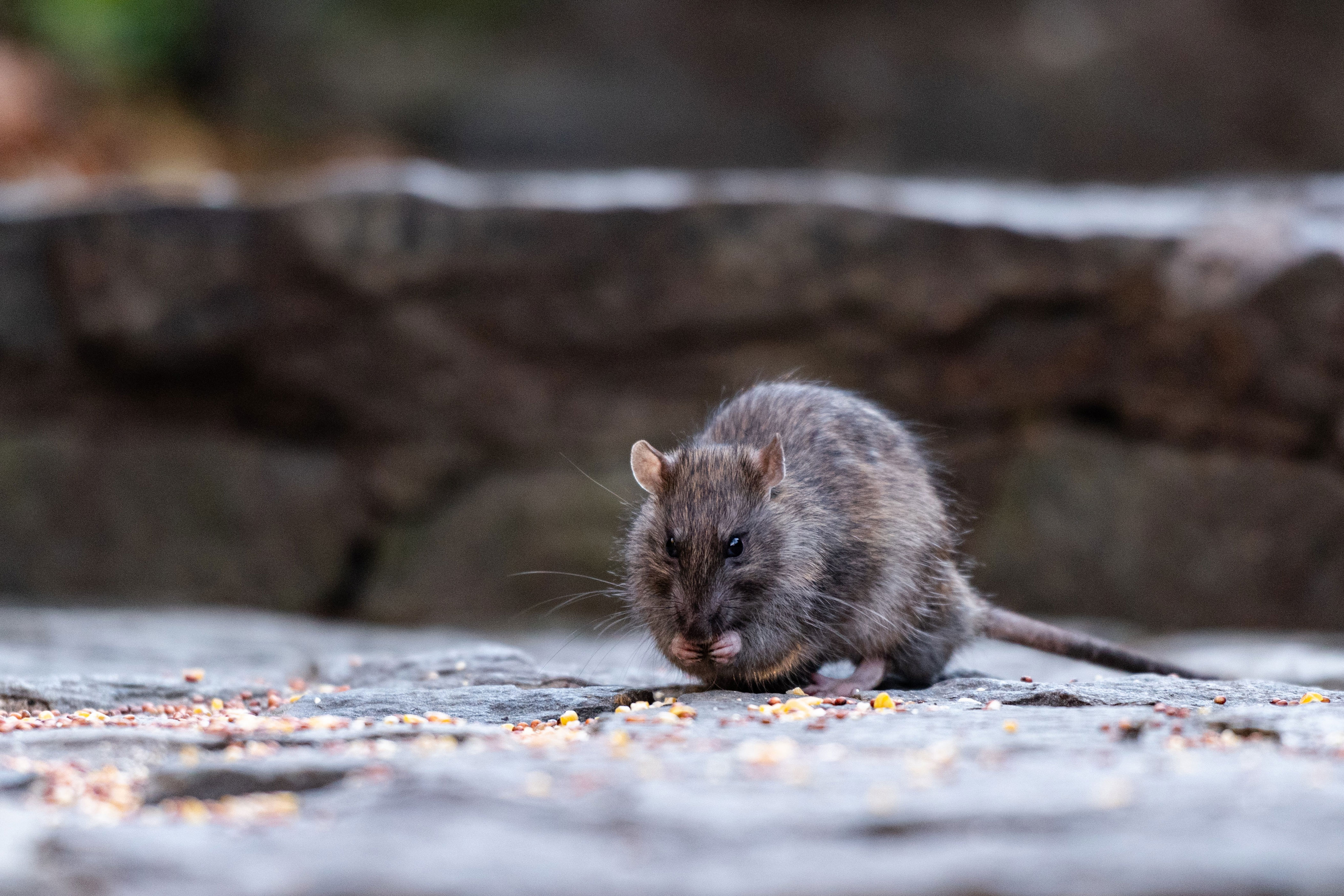 New resolution calls rat problem in Northeast Philly a 'public health ...