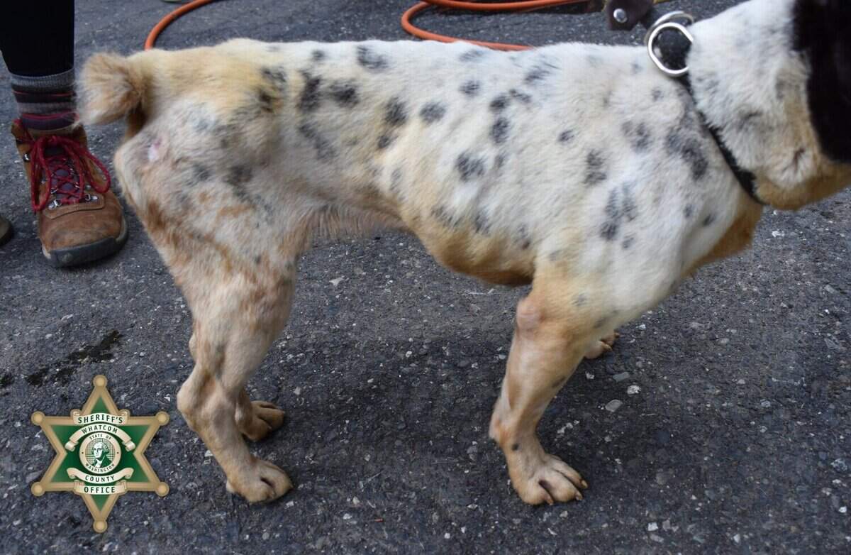 Arrest warrant issued for Lynden woman charged with 30 counts of animal ...