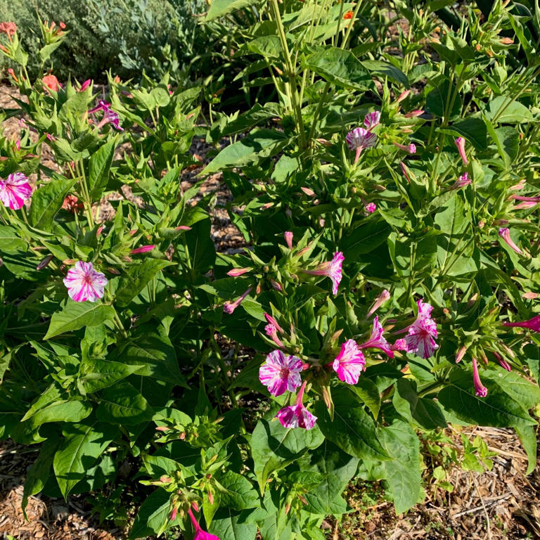 Tom Karwin, on gardening | Patterns for creative planting