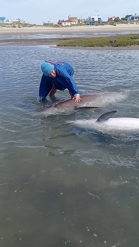 Beachgoers help stranded dolphin family in shallow water