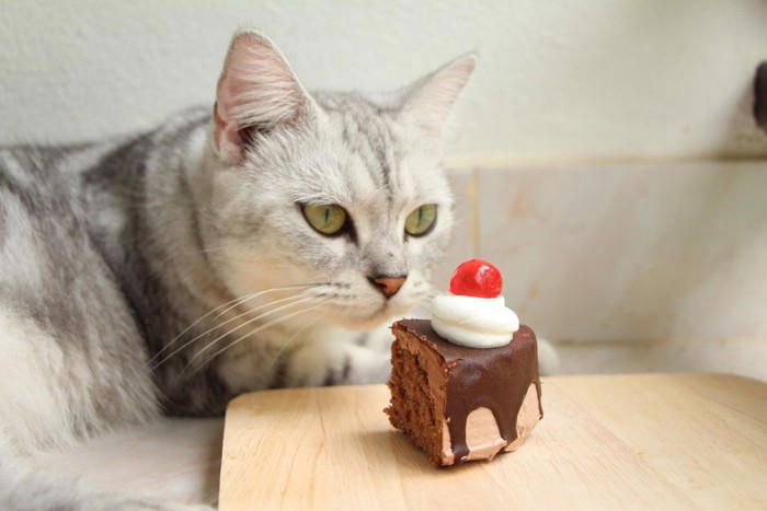 猫に食べさせてはいけない『人のお菓子』3つ 命に関わる恐れも？誤飲した場合の対処法まで