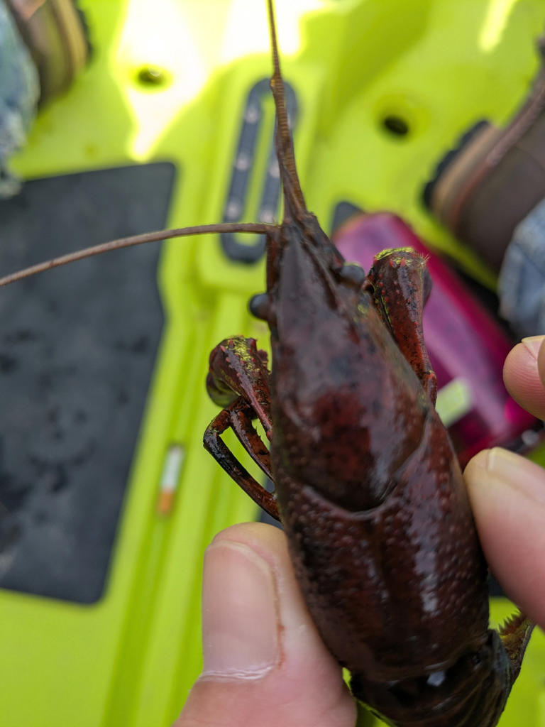 Invasive crayfish species confirmed in Cass County, Michigan DNR says