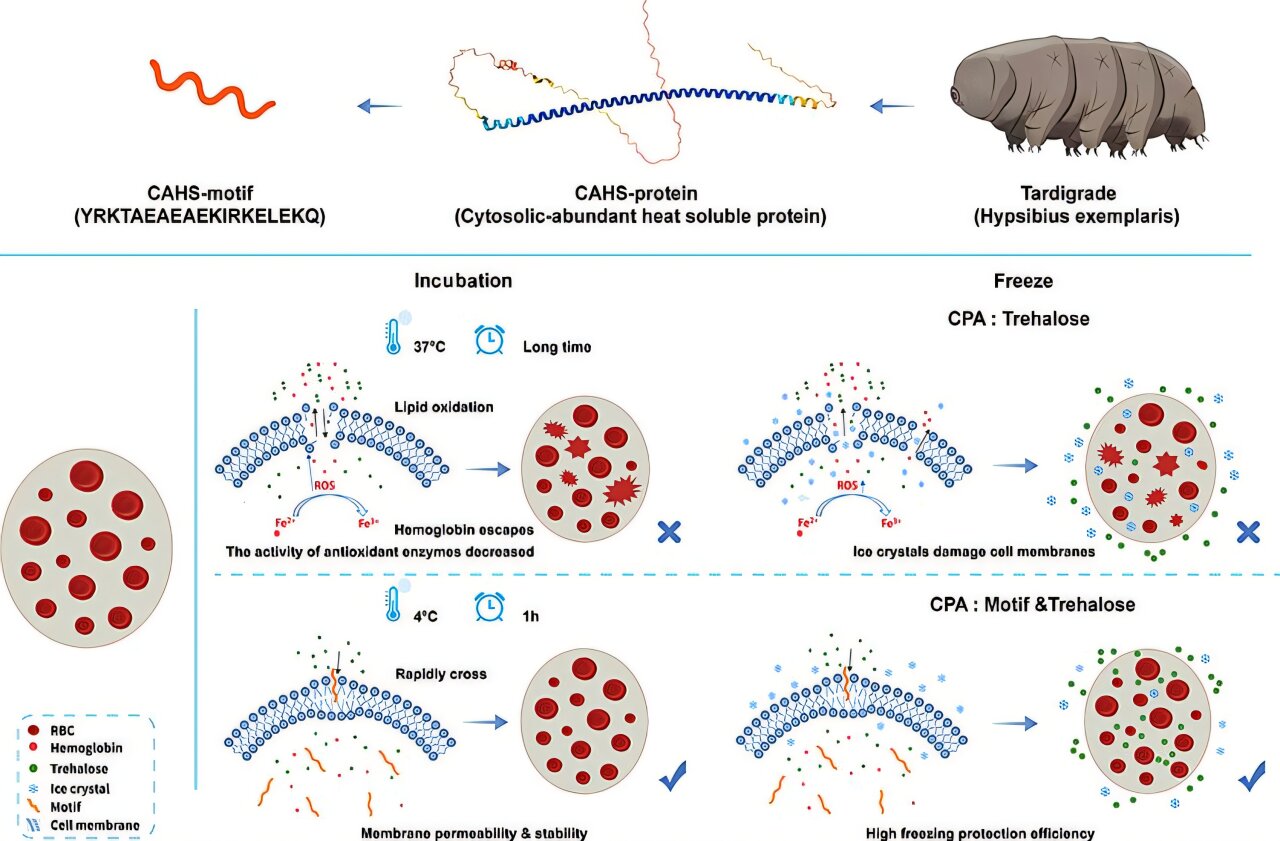 A trick from tardigrades could help human blood withstand freezing