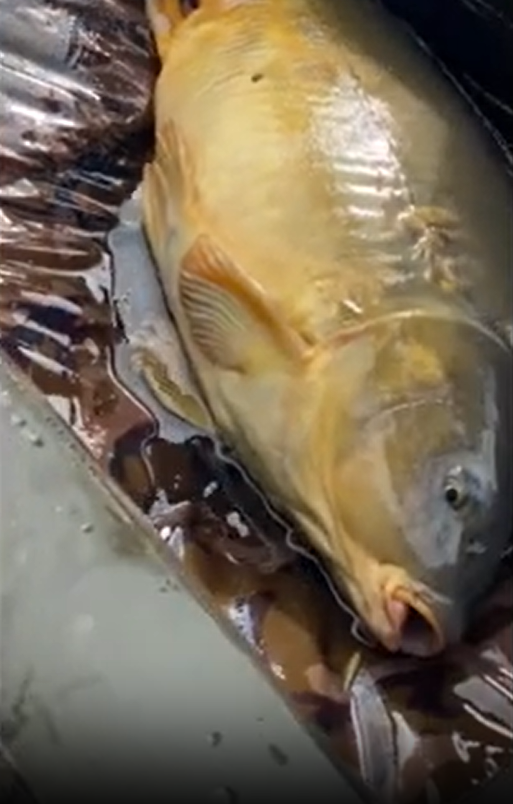 The thrill of landing a big fish on the water
