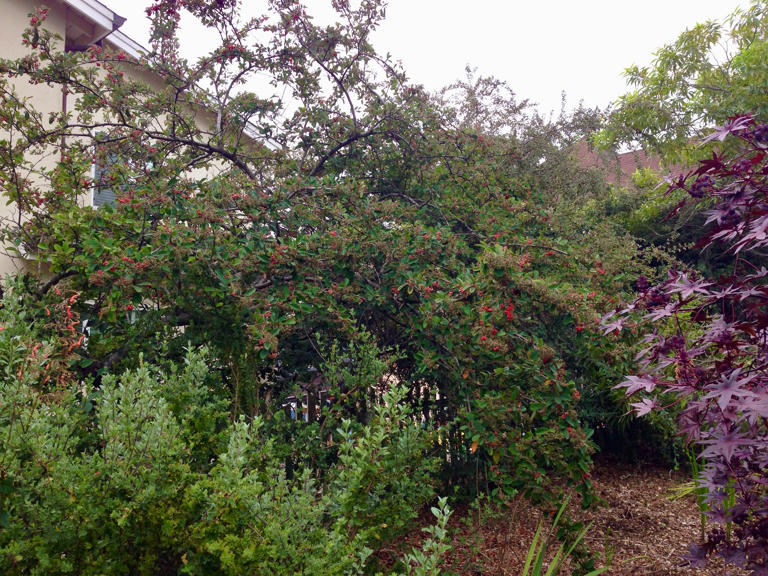 Tom Karwin, on gardening | Patterns for creative planting
