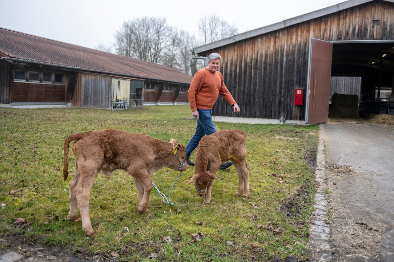Cows deliver healthy calves without embryonic protein long thought ...
