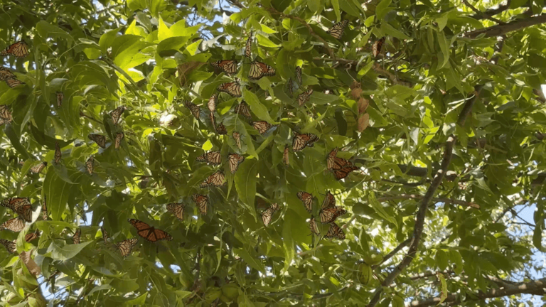 Monarch butterflies make annual stop in Big Country during their fall ...