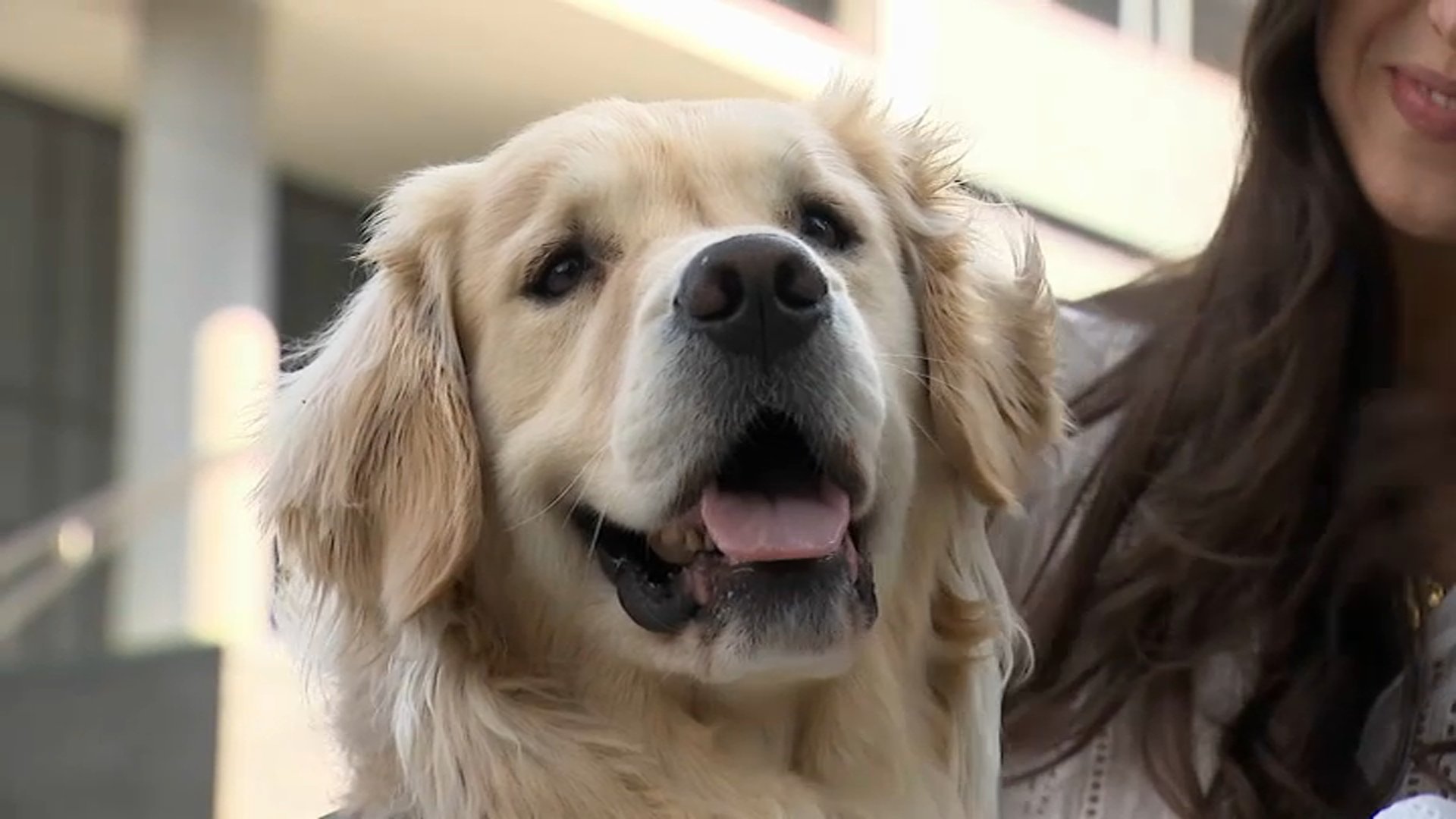 Benny the marathon dog to offer his viral free pets for Chicago runners ...