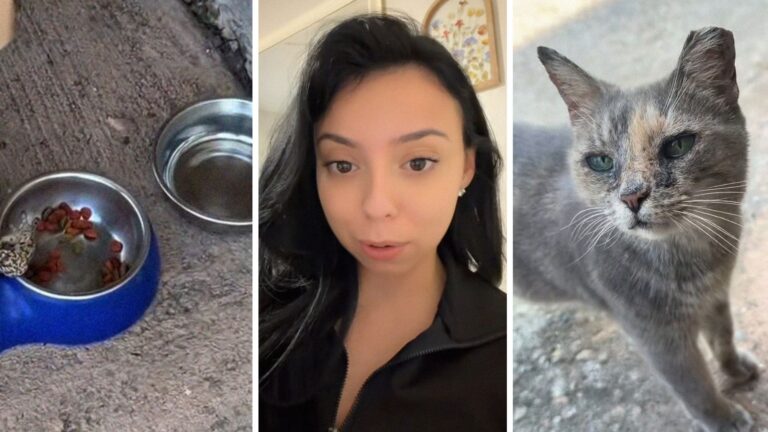 Florida woman feeds stray kitten. Then an uninvited guest pulls up—he’s ...
