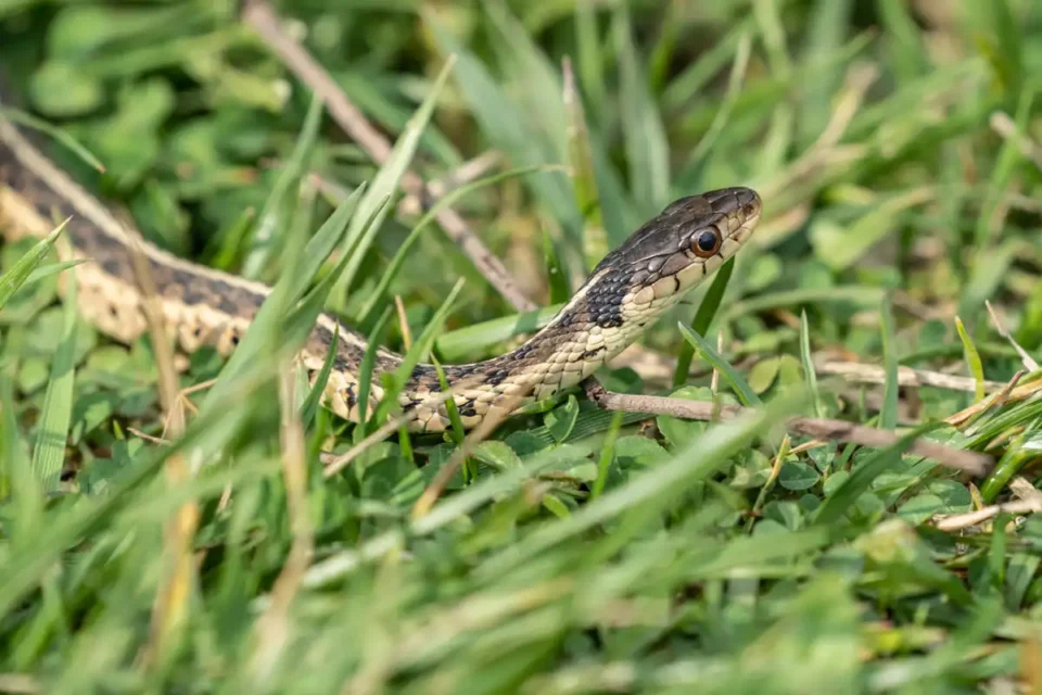 Why this beloved garden plant could be luring deadly vipers to your home