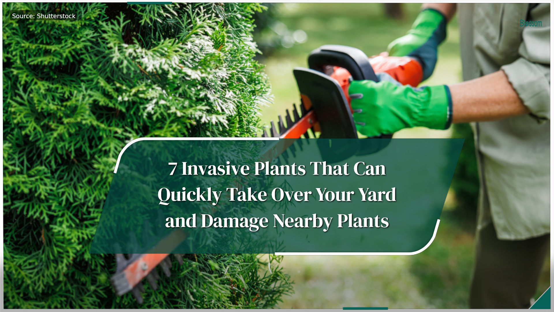 7 invasive plants that can quickly take over your yard and damage ...