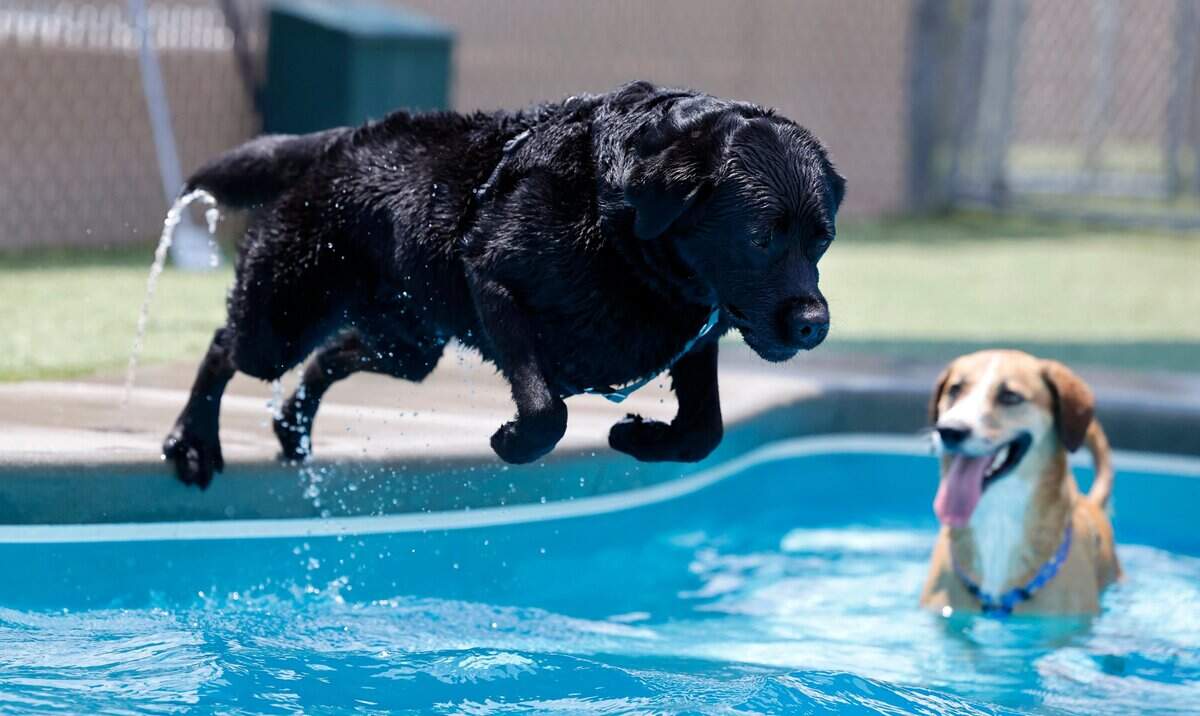 Fraudsters target Triangle residents with dog-sitting scams. How they work