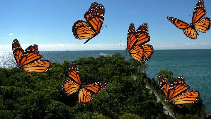 Monarch migrations are changing with new weather patterns to blame