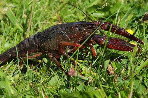 Invasive crayfish species confirmed in Cass County, Michigan DNR says
