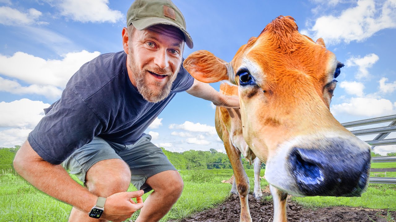 Our cow finally returned! But is she pregnant?