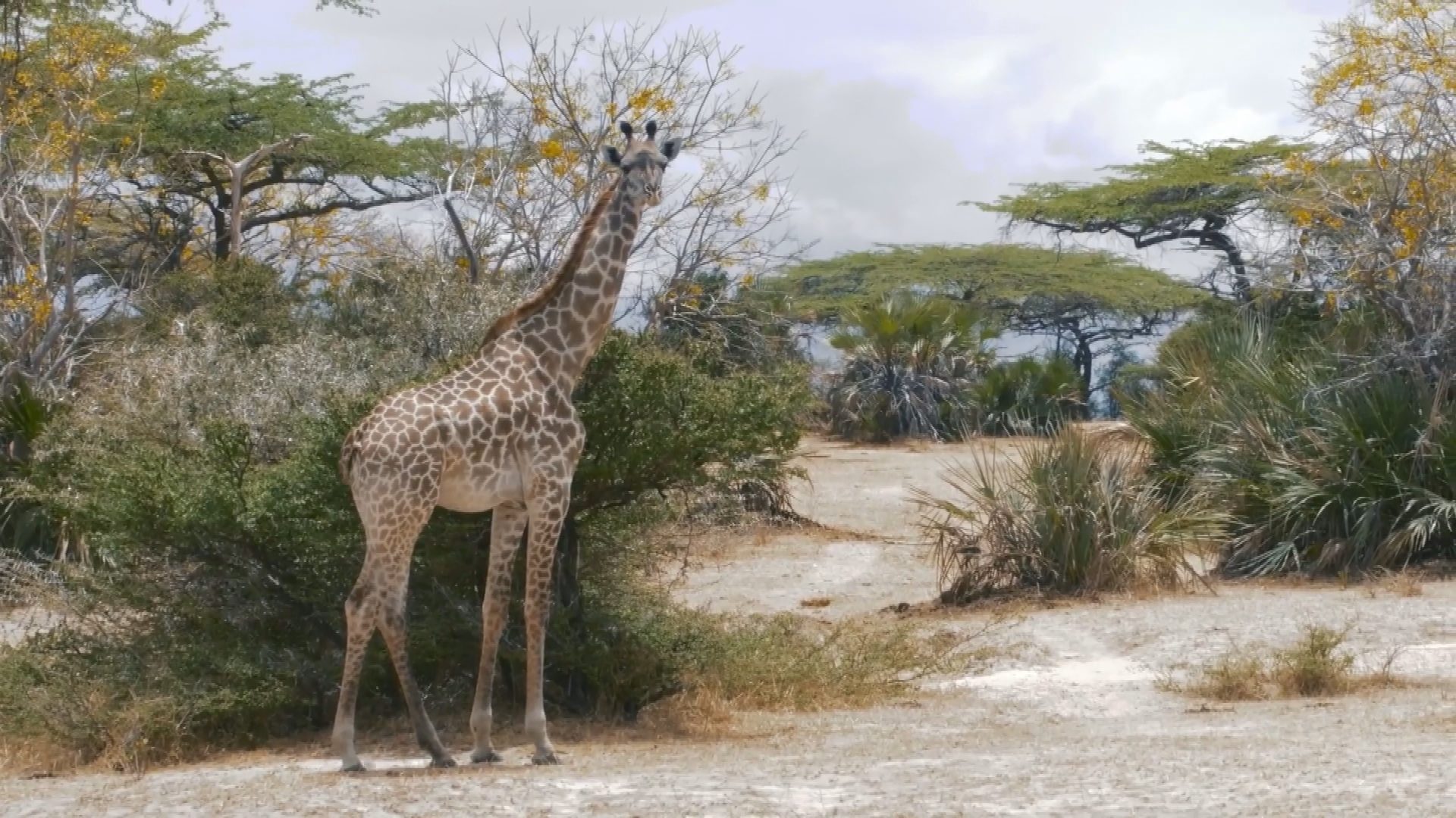 Tuna, elephants and tigers return – but the world’s wildlife is still ...