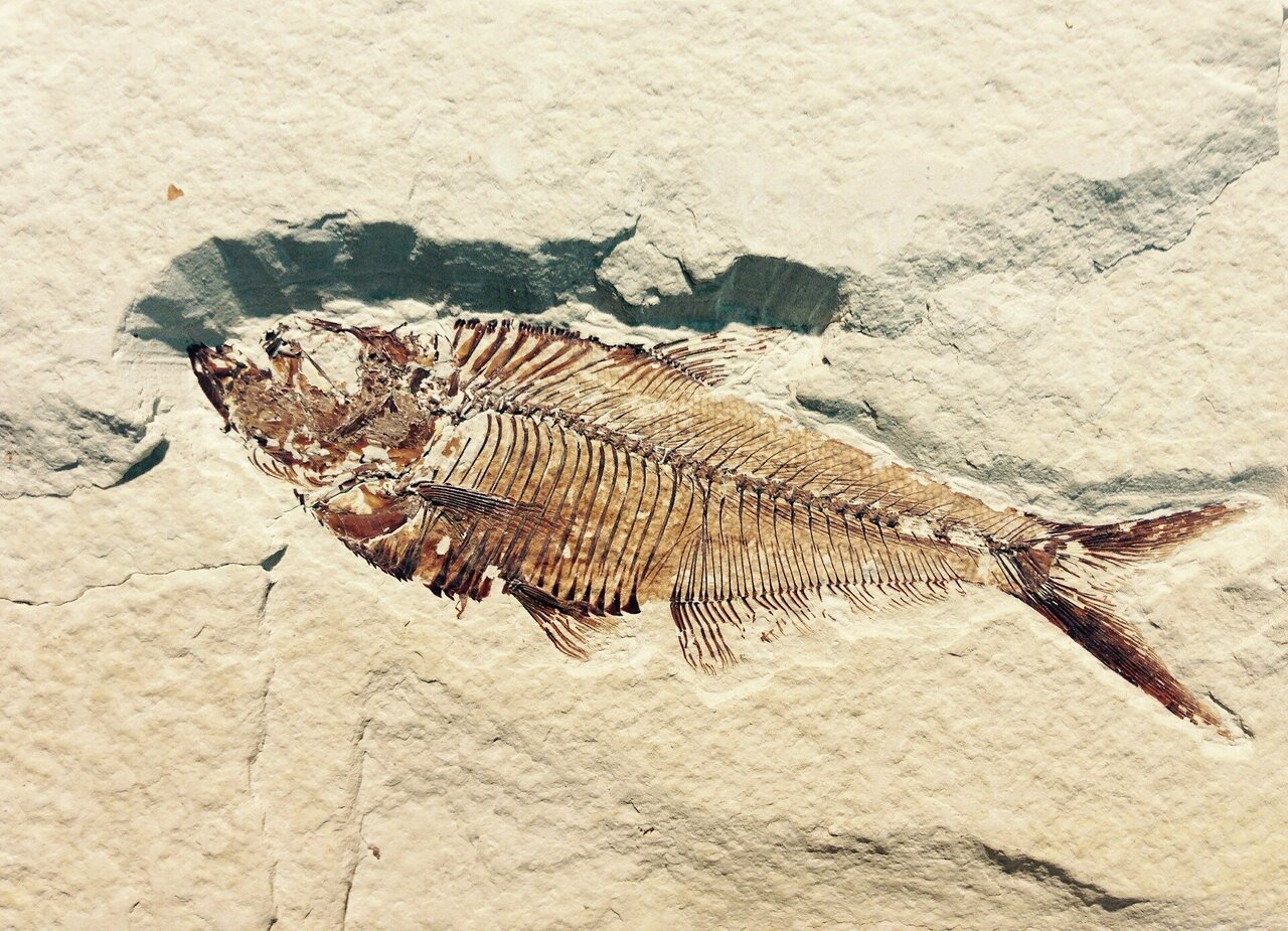 Rise of collagen-eating microbes may help explain gaps in the fossil record