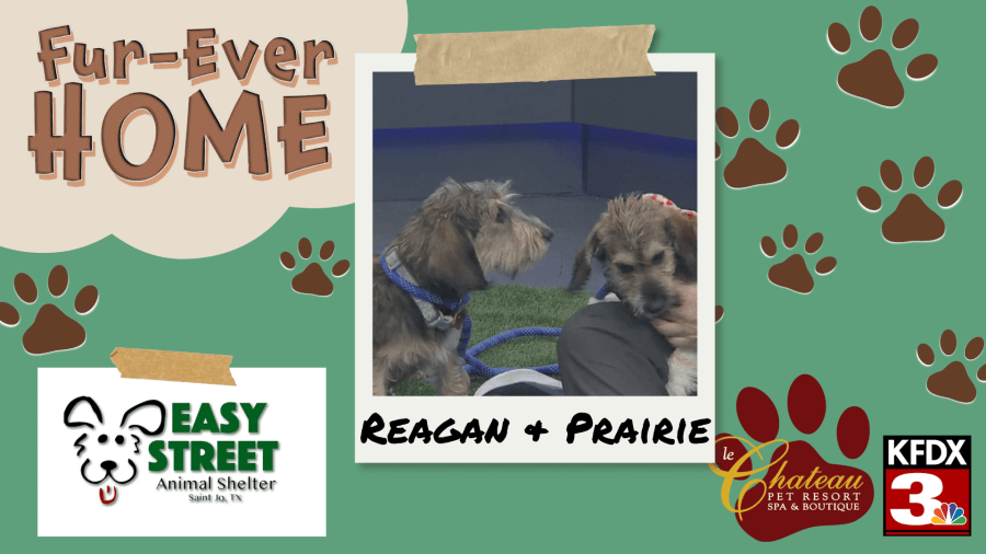 Play Reagan, Prairie from Easy Street Animal Shelter looking for fur ...