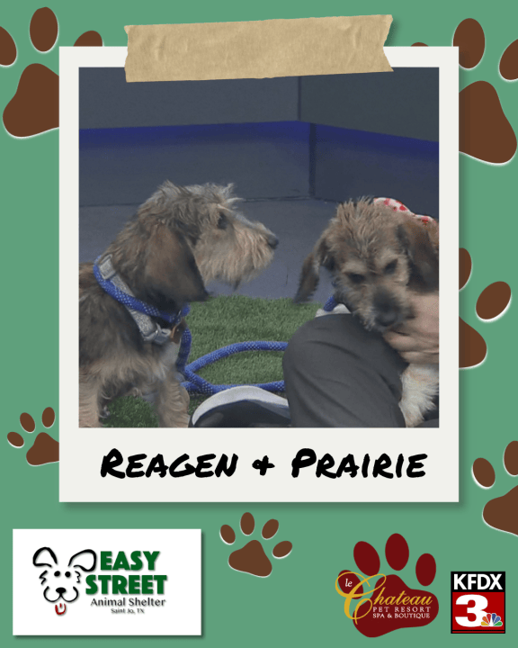 Play Reagan, Prairie from Easy Street Animal Shelter looking for fur ...