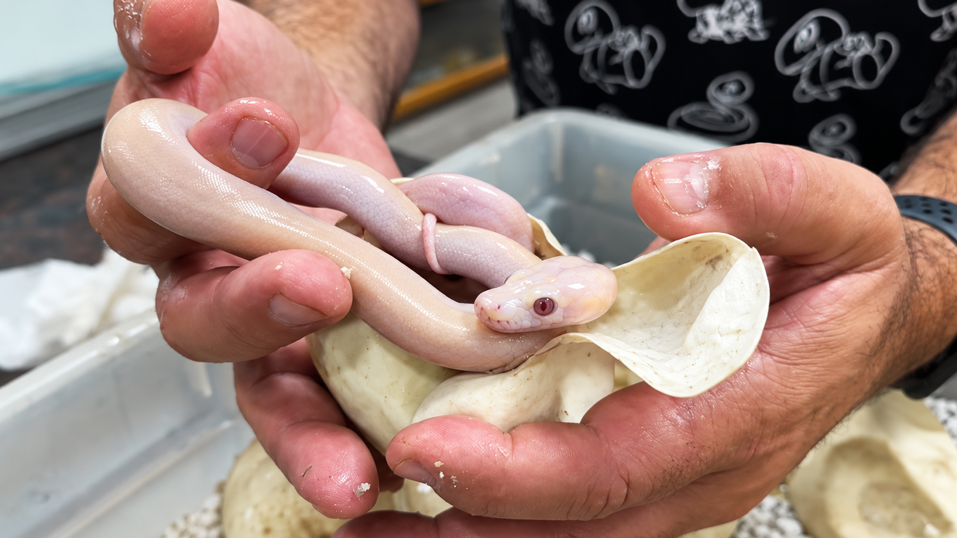 Python eggs hatch despite terrible conditions