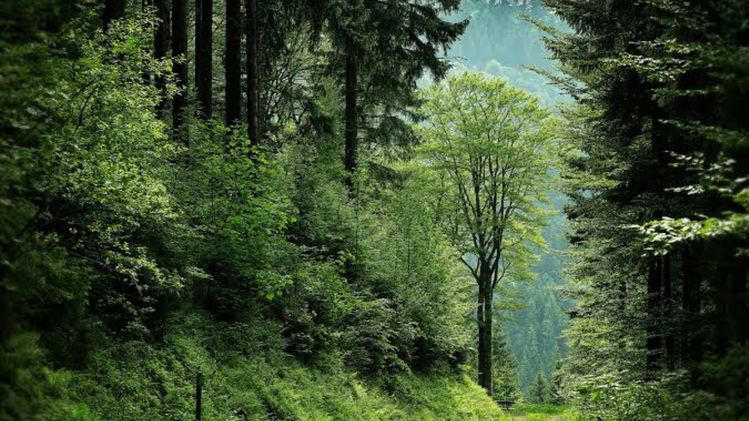 Use Article 371A carefully: Nagaland forest official warns against ...