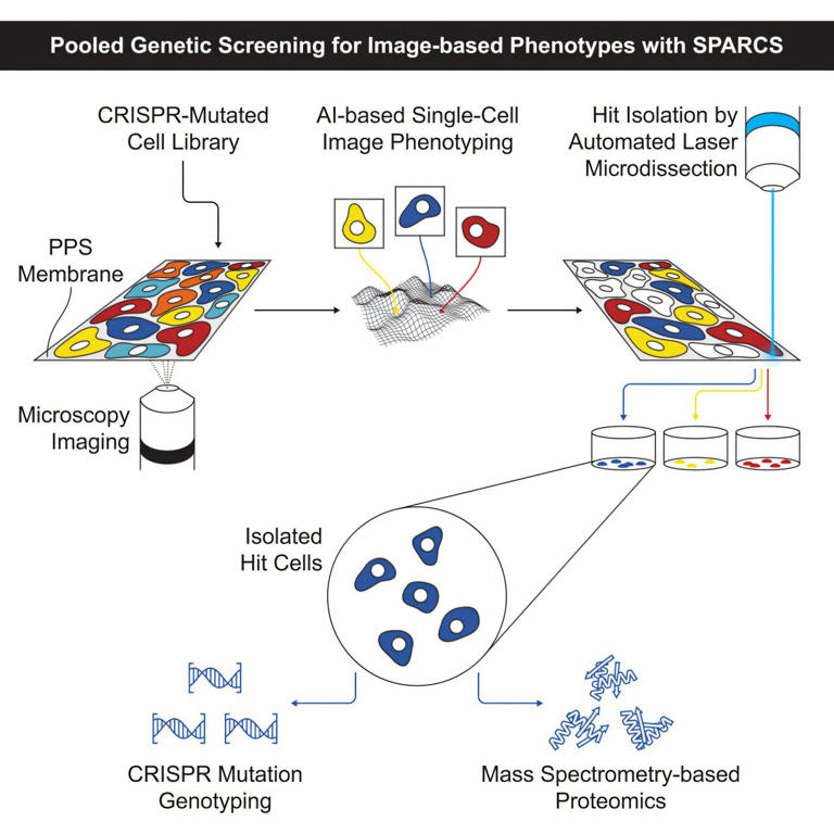 Tracking down cellular gene functions with AI and microscopy