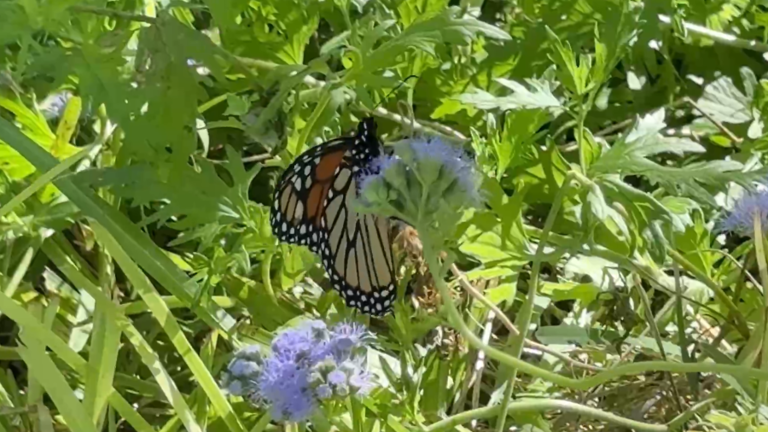 Monarch butterflies make annual stop in Big Country during their fall ...