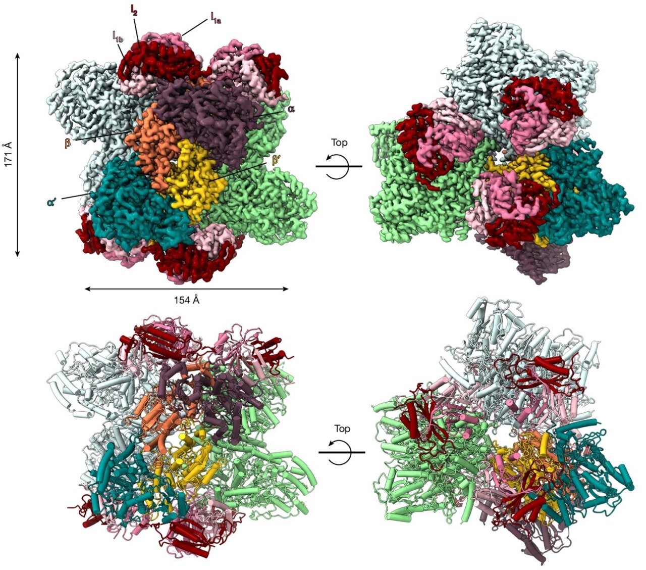 Nitrogen fixation 'off switch' discovery could one day help crops make ...