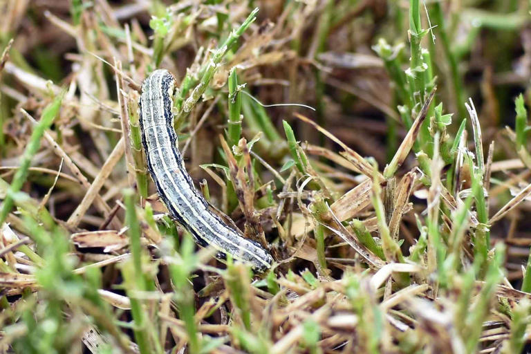 How to spot fall armyworms before they damage your lawn this season